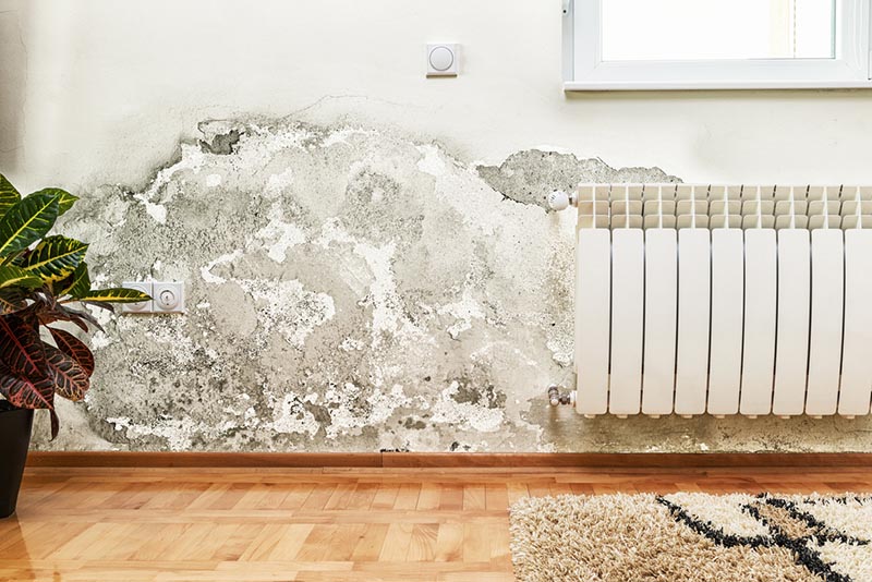 Mold on a wall in a home prompting the question does homeowners insurance cover mold